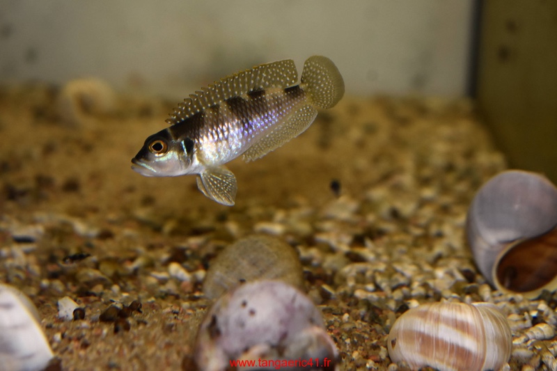 Lamprologus meleagris 'Bilila (Kavala) Island'